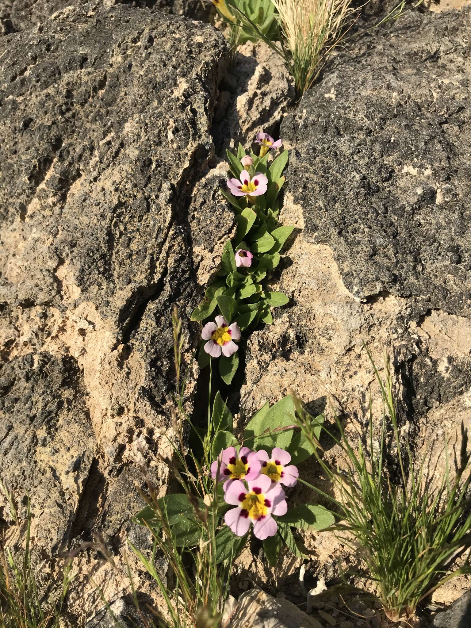 Image of Death Valley monkeyflower