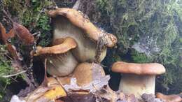 Image of western jack-o'-lantern mushroom