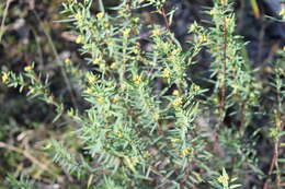 Image of Pimelea neoanglica S. Threlfall