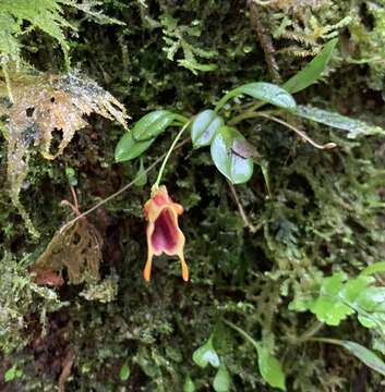 Masdevallia molossoides Kraenzl.的圖片