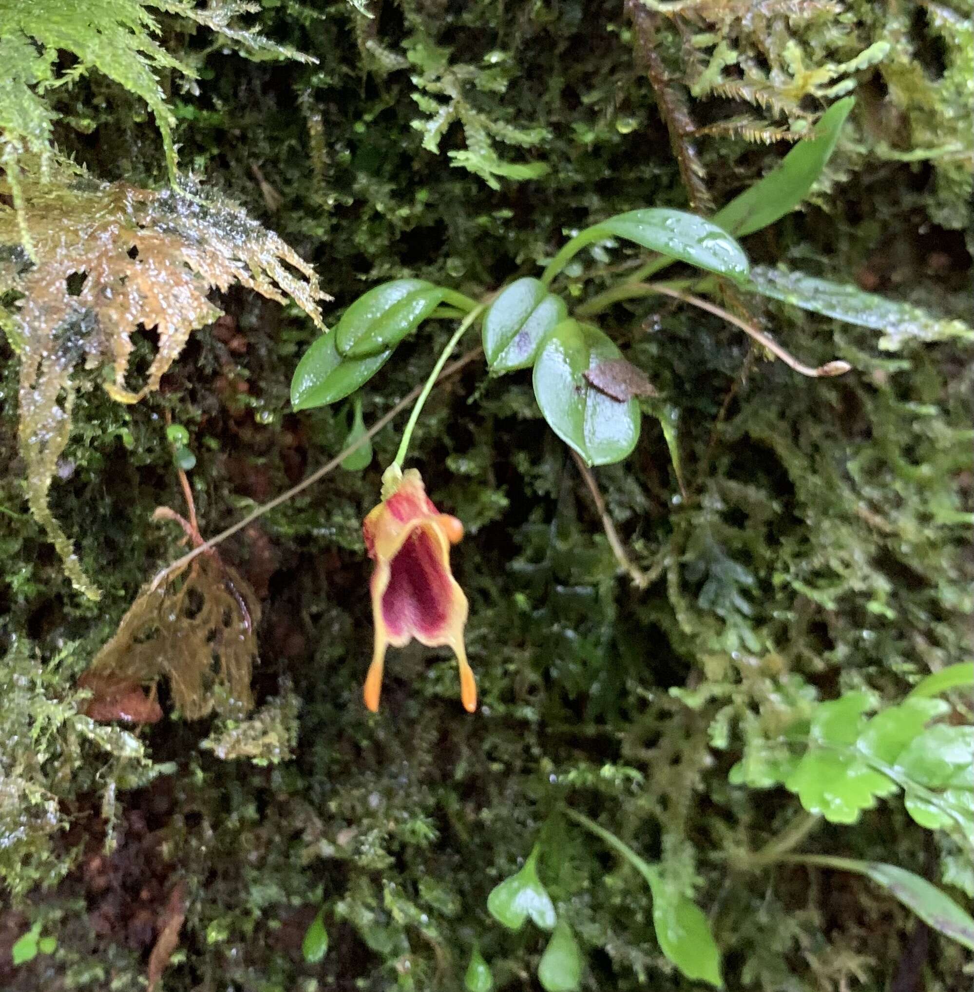 Image of Masdevallia molossoides Kraenzl.