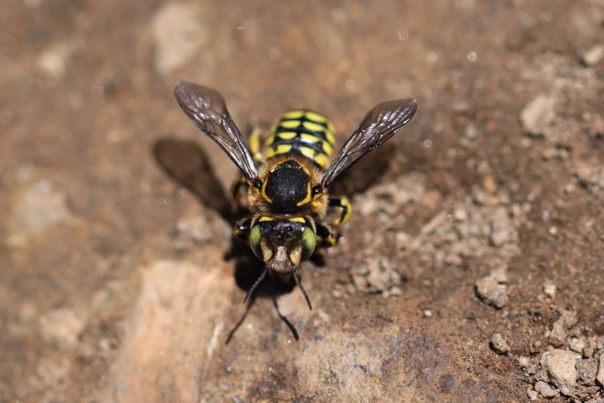 Imagem de Anthidium edwardsii Cresson 1878