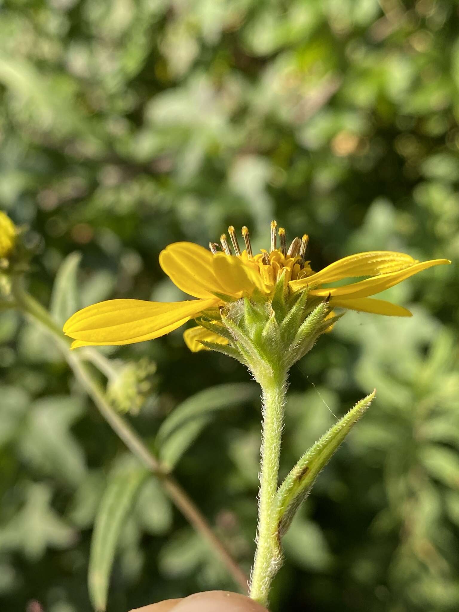 Image of Schweinitz's sunflower