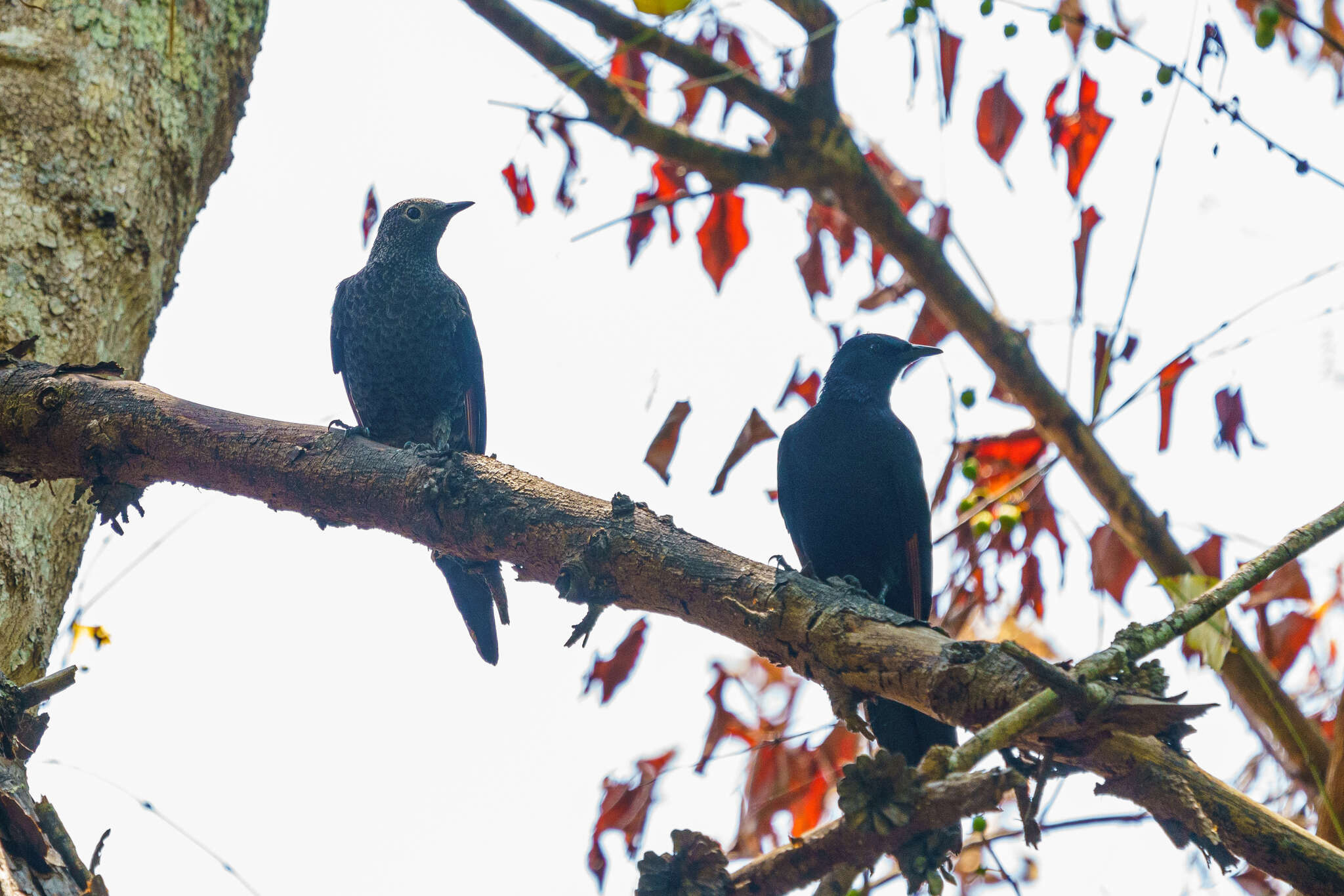 Image of Slender-billed Chestnut-winged Starling