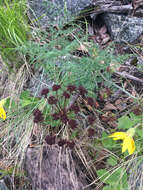 Image of carrotleaf biscuitroot