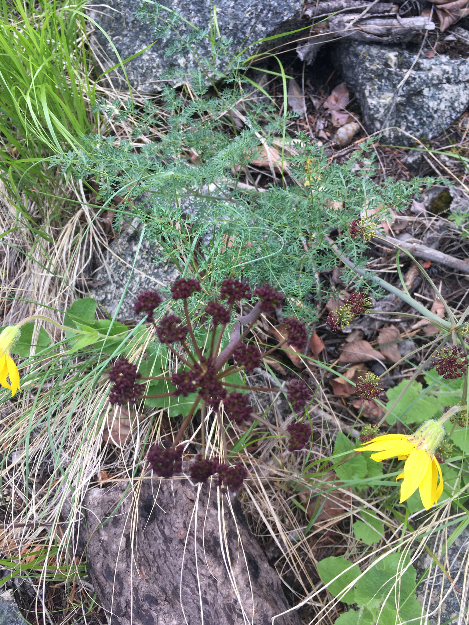 Imagem de Lomatium multifidum (Nutt.) R. P. Mc Neill & Darrach