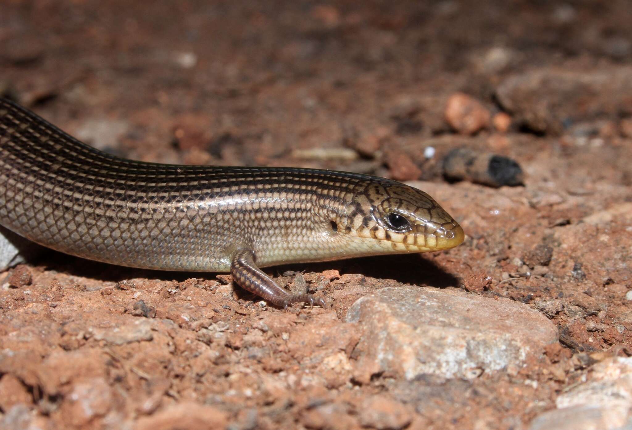 صورة Chalcides parallelus Doumergue 1901