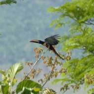 Image of Fiery-billed Aracari