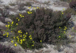 Image de Senecio lacustrinus I. Thomps.