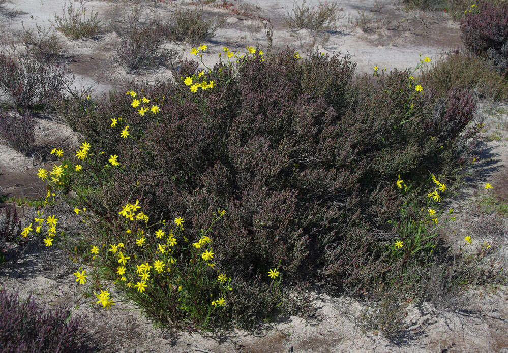 Image of Senecio lacustrinus I. Thomps.