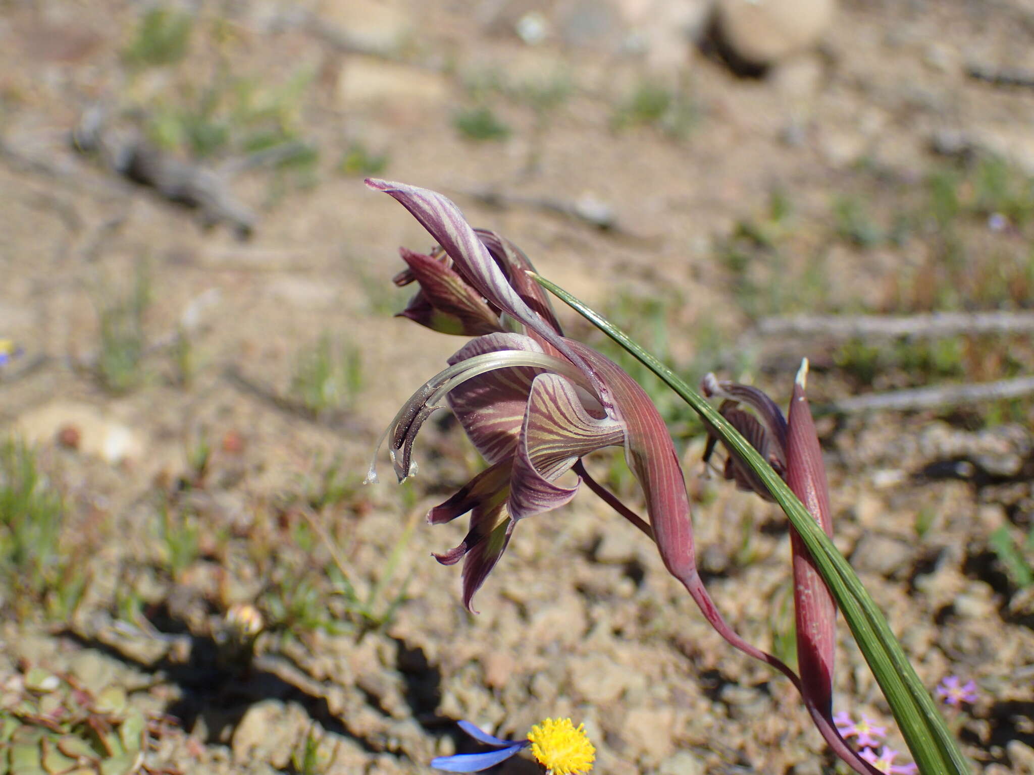 Image of Gladiolus ceresianus L. Bolus