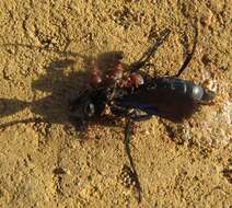 Image of Pheidole akermani Arnold 1920