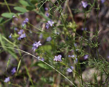 Image of California gilia