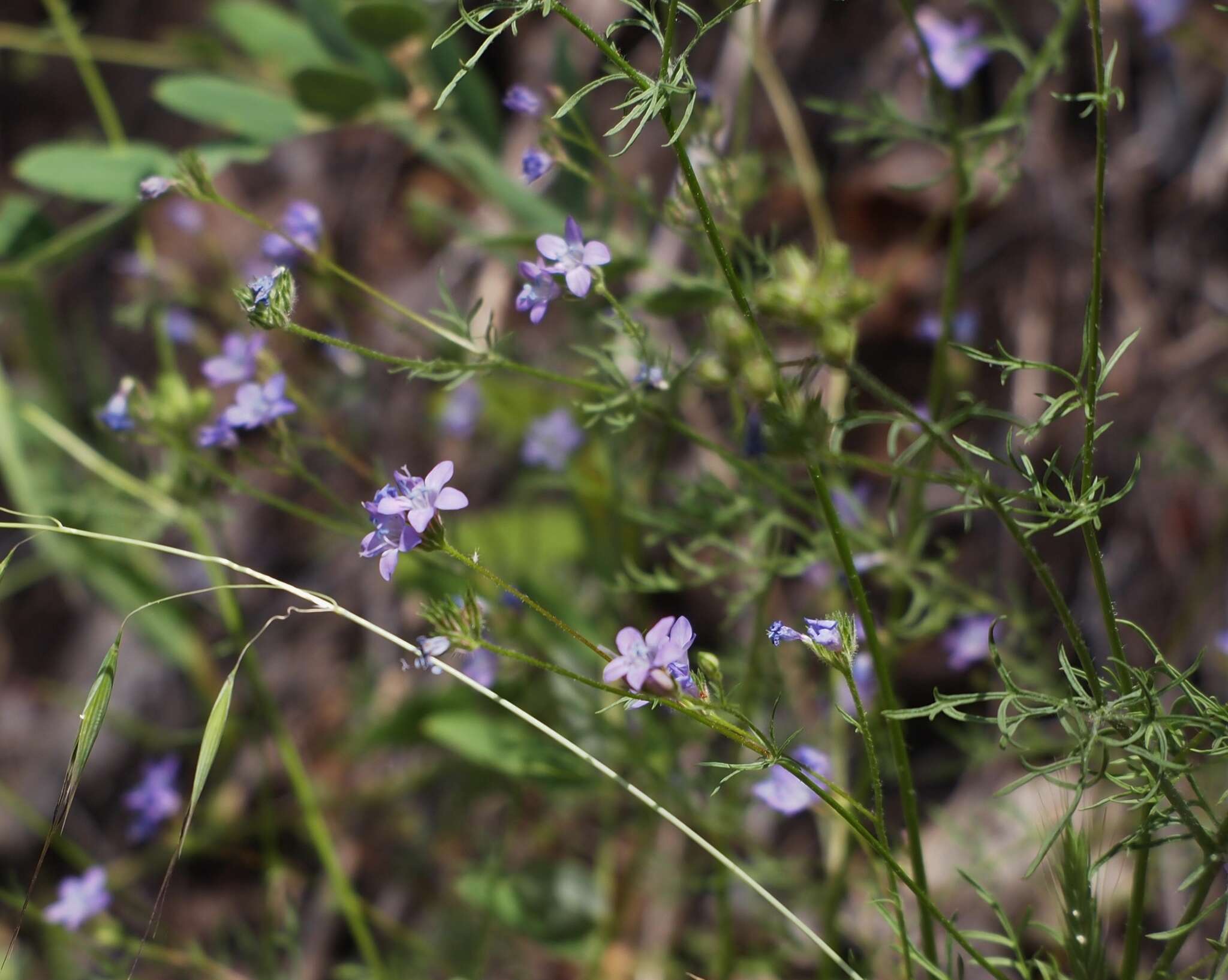 Image of California gilia