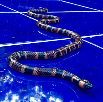 Image of Allen's Coral Snake