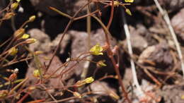 Image de Linanthus filiformis (Parry ex A. Gray) J. M. Porter & L. A. Johnson