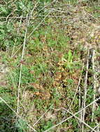 Image of Lamium amplexicaule var. orientale (Pacz.) Mennema