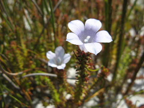 Image of Roella recurvata A. DC.