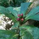 Psychotria simianensis A. P. Davis & Govaerts的圖片