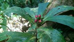 Psychotria simianensis A. P. Davis & Govaerts的圖片