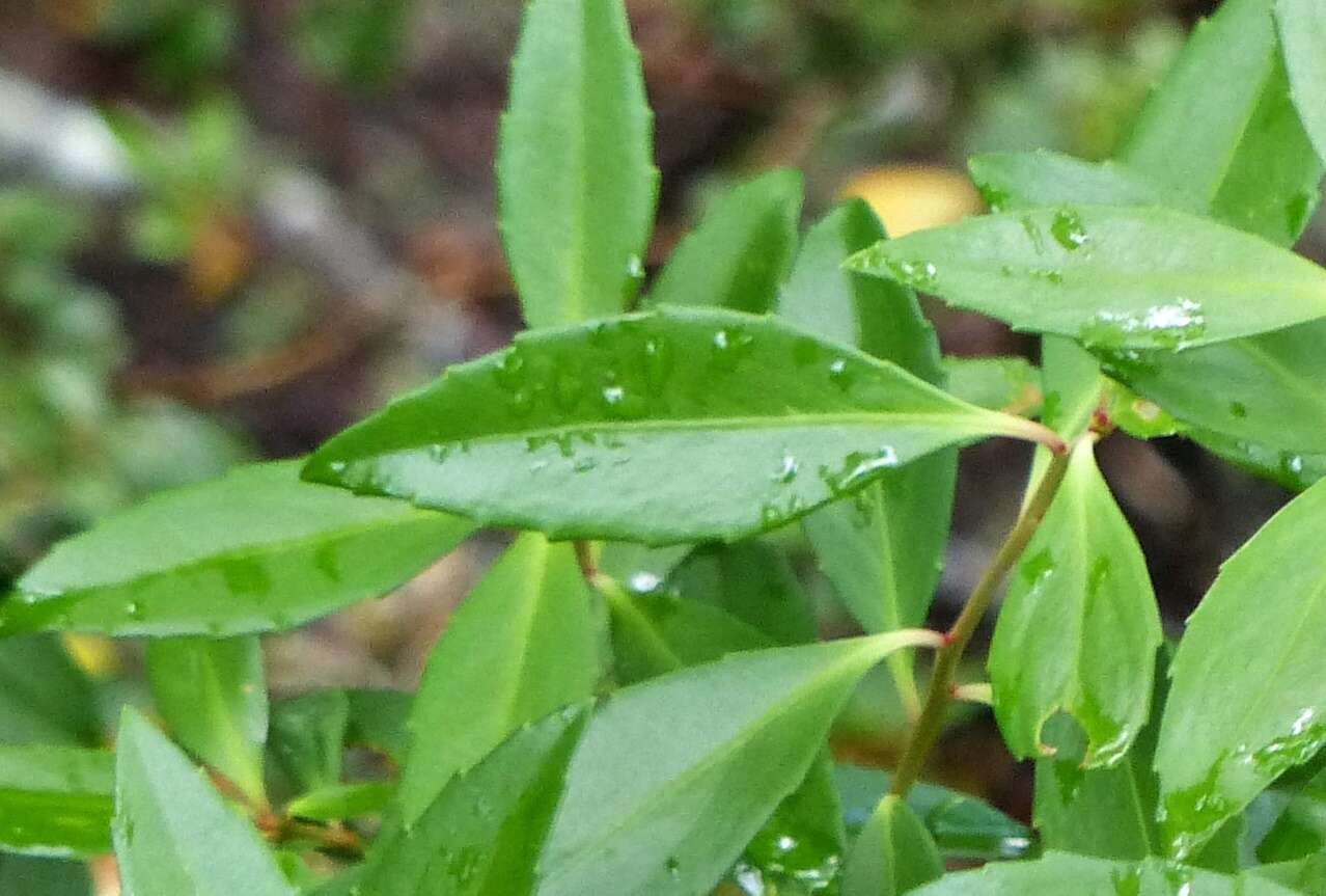 Image of Maytenus magellanica (Lam.) Hook. fil.