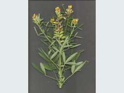 Crotalaria goreensis Guill. & Perr. resmi