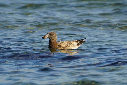 Image of Larus pacificus pacificus Latham 1801