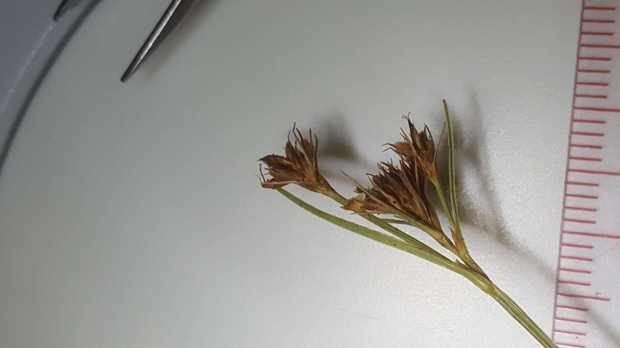 Image of Baldwin's Beak Sedge