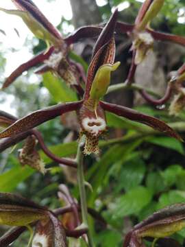 Image de Catasetum saccatum Lindl.