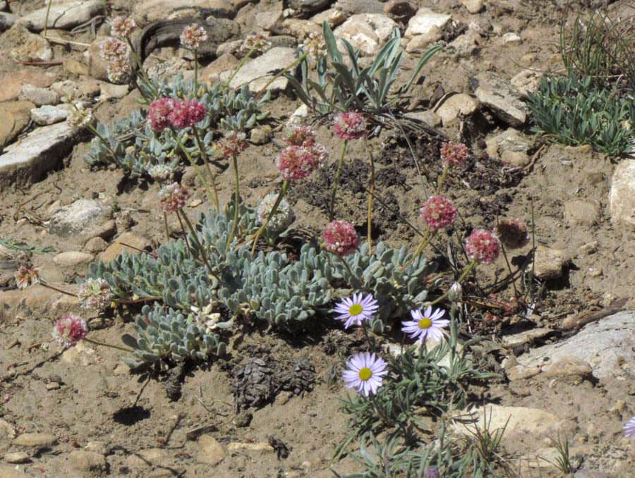 Image of Clokey's fleabane