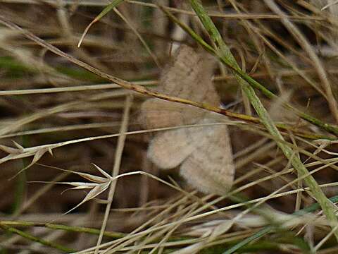 Scopula rubraria Doubleday 1843 resmi