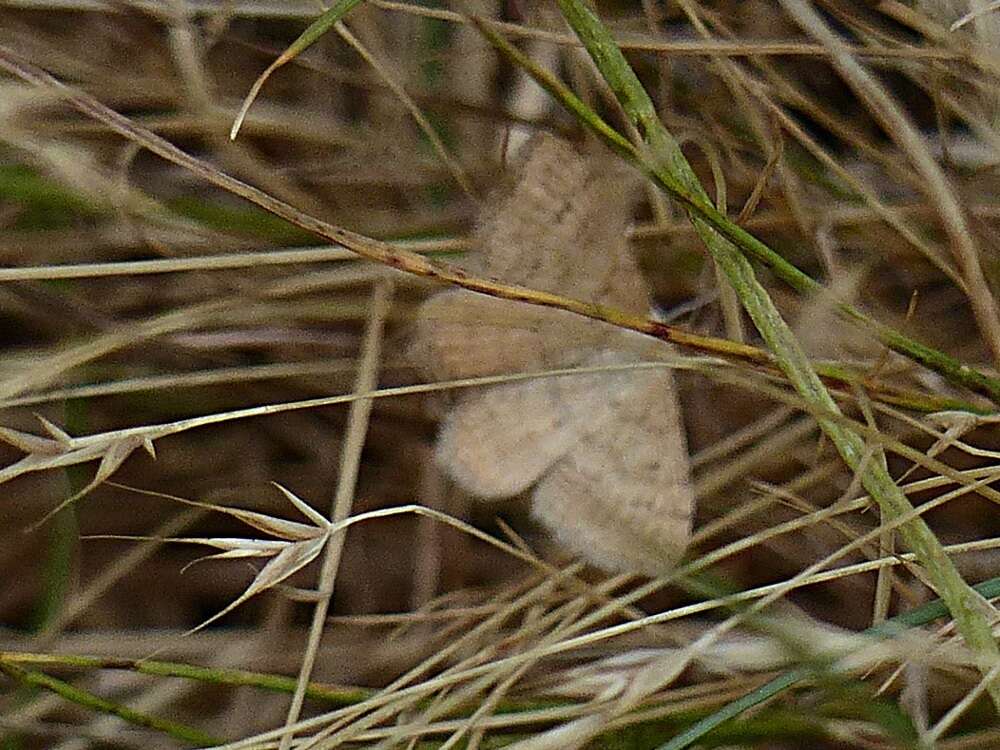 Image de Scopula rubraria Doubleday 1843