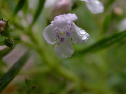 Image of Satureja montana subsp. variegata (Host) P. W. Ball