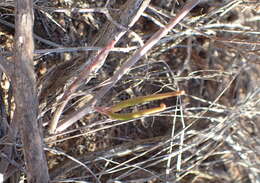 Image of Ceropegia zeyheri Schltr.