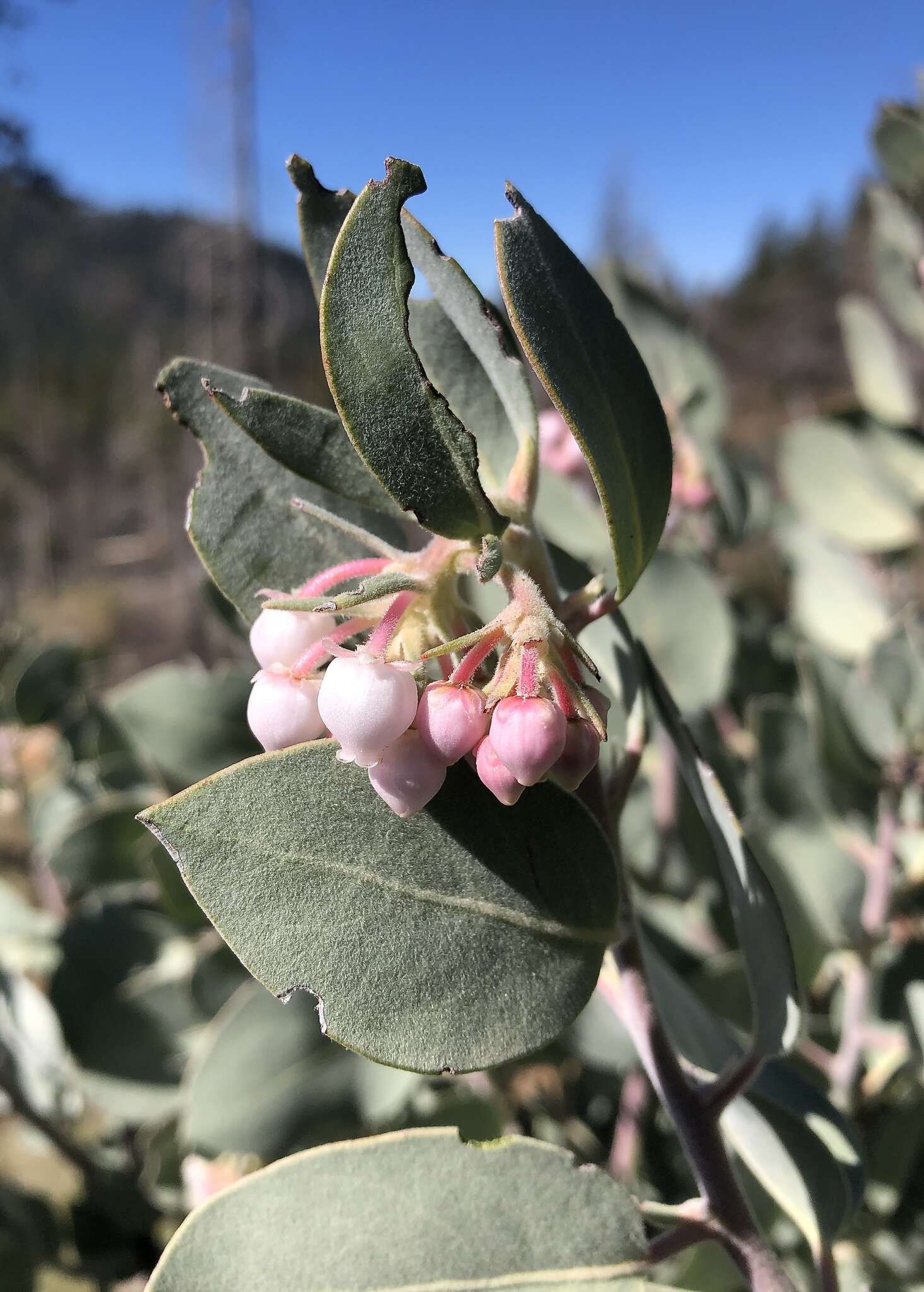 Image of hoary manzanita