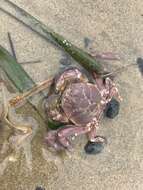 Image of Granulated mask crab