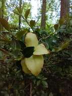 Exobasidium camelliae Shirai 1896 resmi