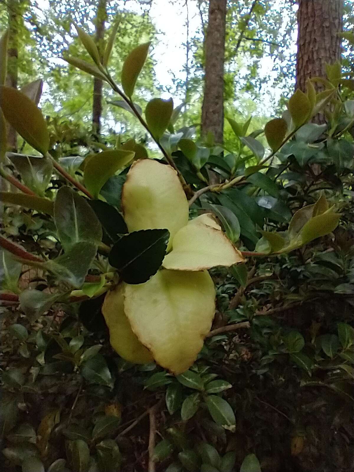 Imagem de Exobasidium camelliae Shirai 1896