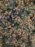 Image of Illawarra Cypress-pine