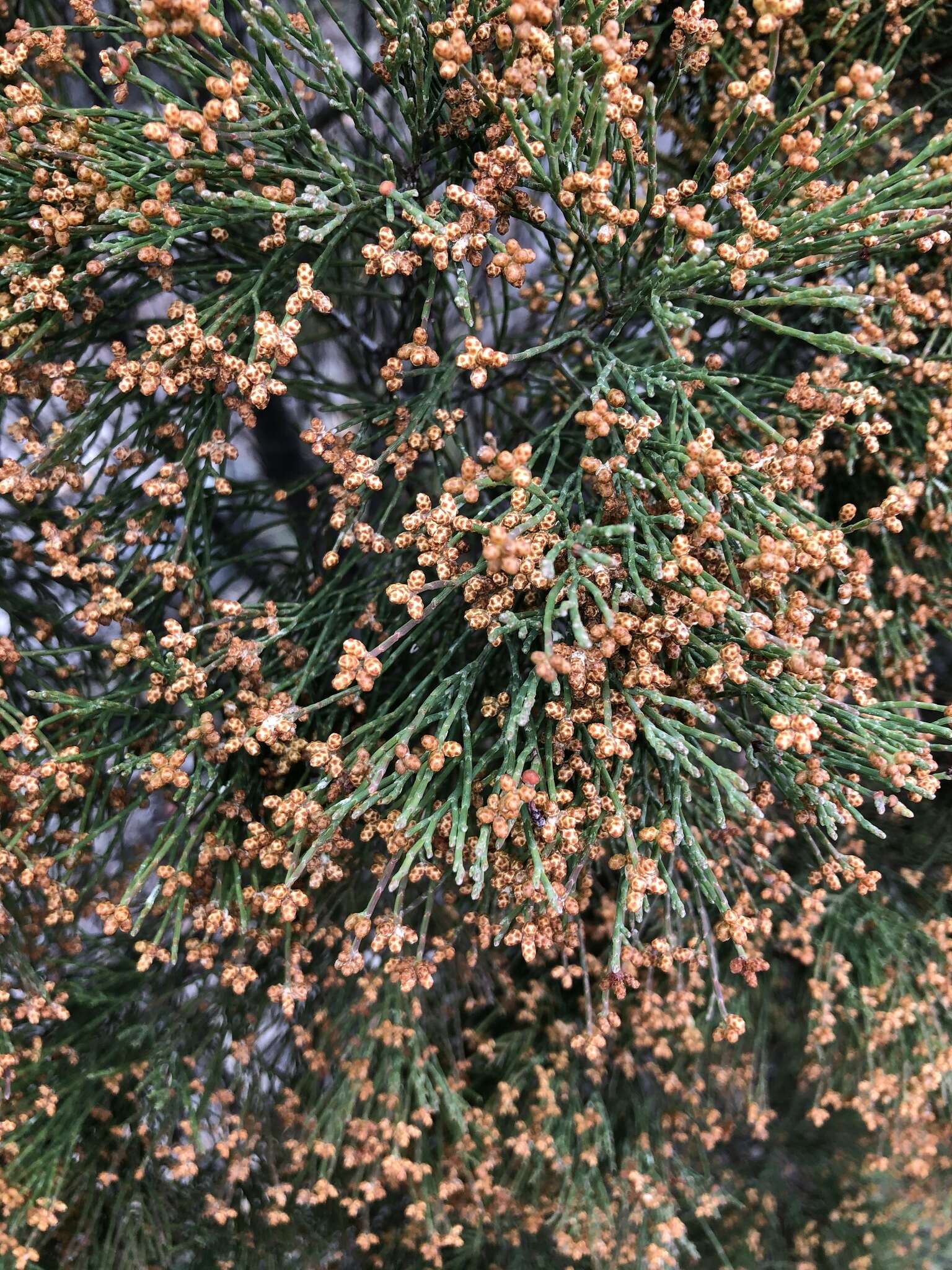 Image of Illawarra Cypress-pine