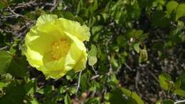 Image of Gossypium turneri P. A. Fryxell