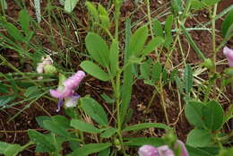 Sphenostylis angustifolia Sond.的圖片