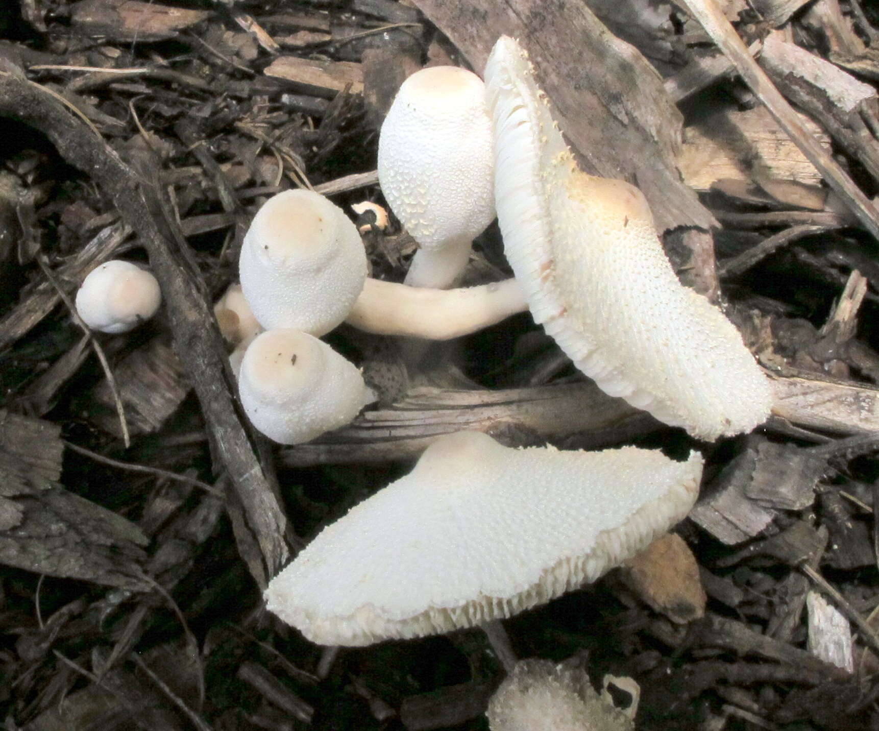 Image of Leucocoprinus cepistipes (Sowerby) Pat. 1889