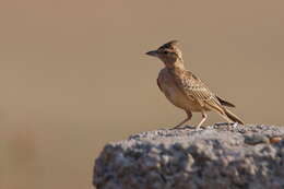 Image of Sykes's Lark