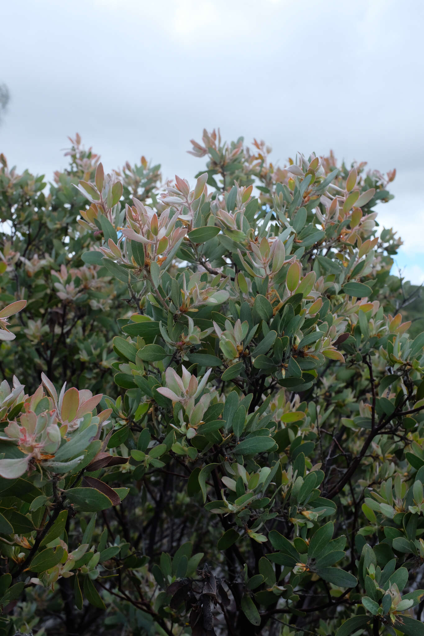 Image of La Panza manzanita