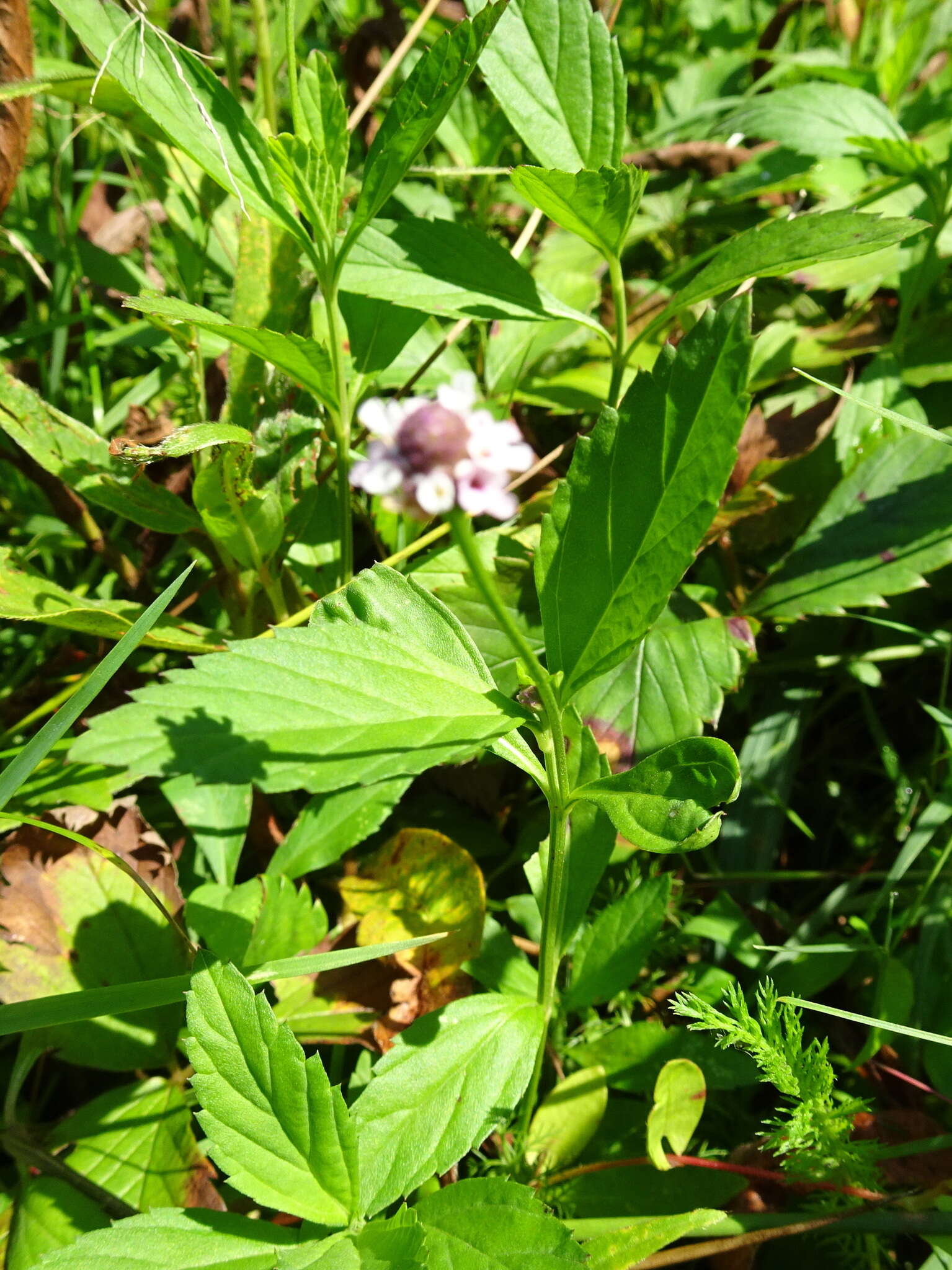 Image of lanceleaf fogfruit