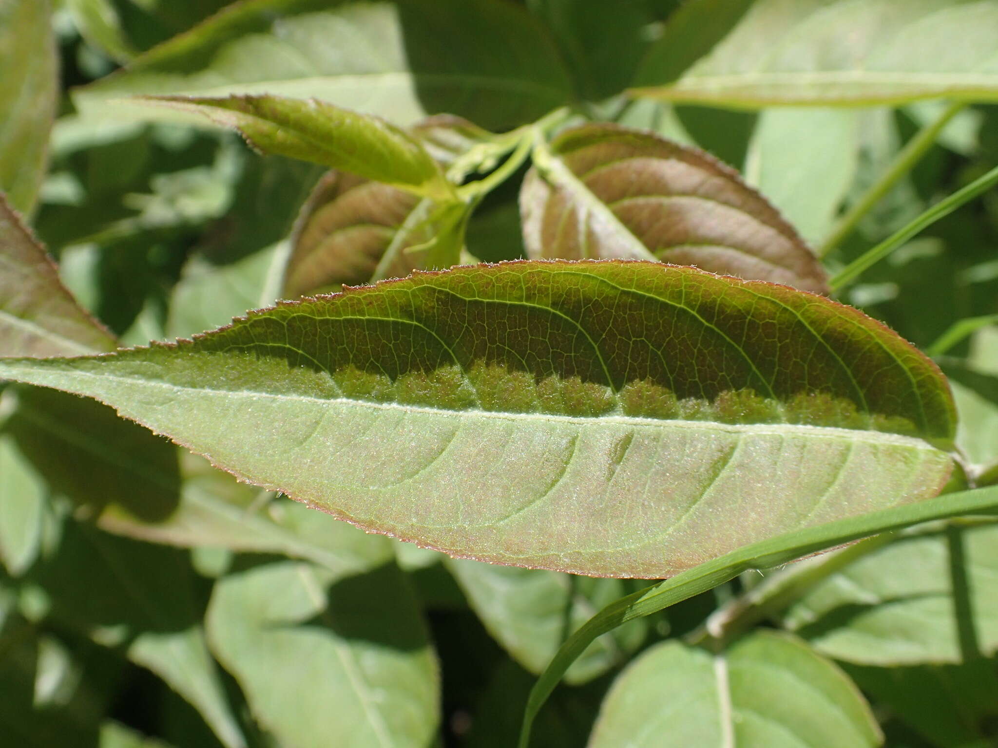 Image of northern bush honeysuckle