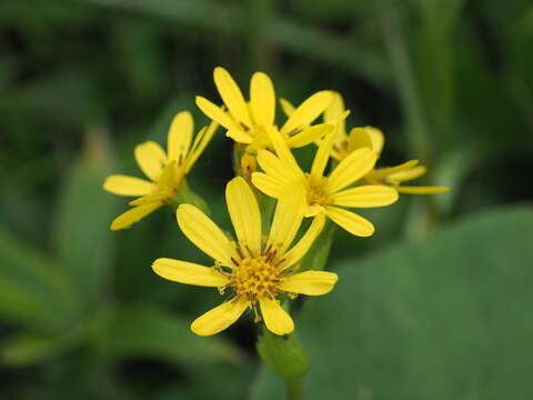 Image of Ligularia hodgsonii Hook.