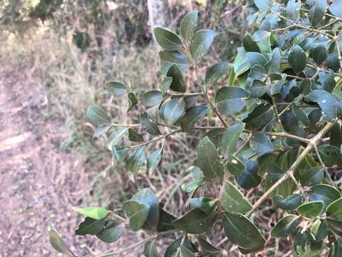 Image of Psydrax odorata subsp. buxifolia (Benth.) S. T. Reynolds