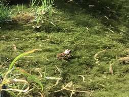 Image de Lithobates onca (Cope ex Yarrow 1875)